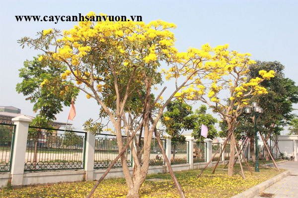 cây chuông vàng