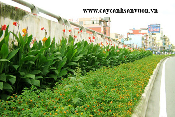 cây chuối hoa