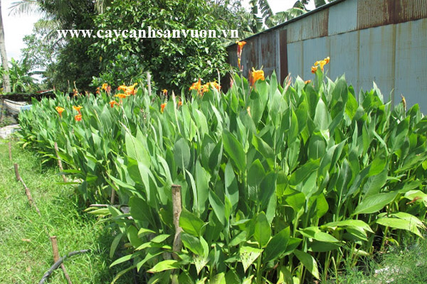 cây chuối hoa