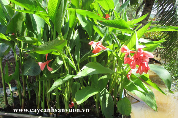 cây chuối hoa