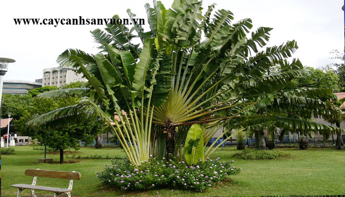 cây chuối rẻ quạt