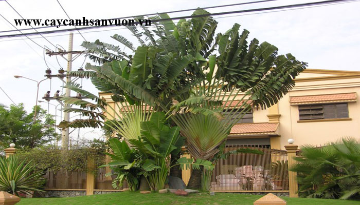 cây chuối rẻ quạt