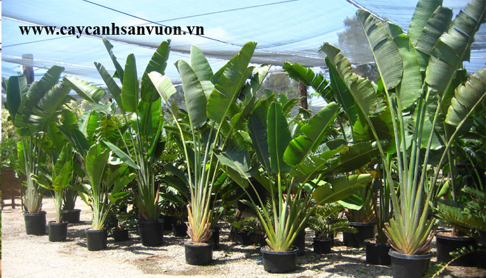 cây chuối rẻ quạt
