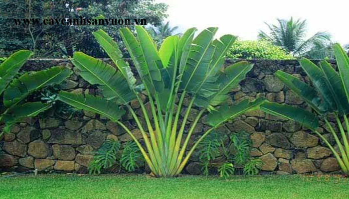 cây chuối rẻ quạt