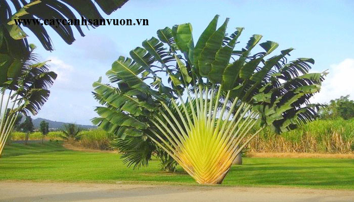 cây chuối rẻ quạt