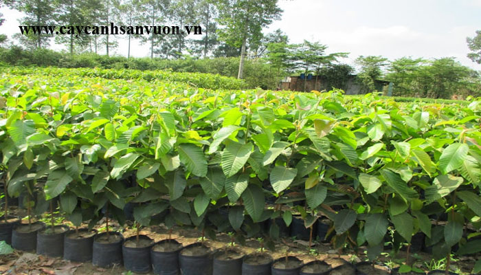 cây dầu rái