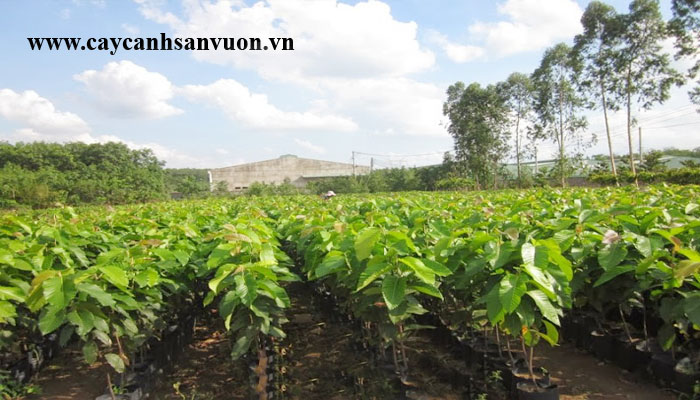 cây dầu rái