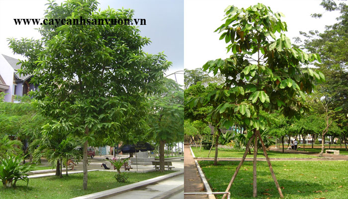 cây dầu rái