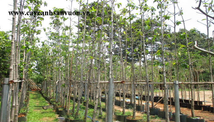 cây dầu rái