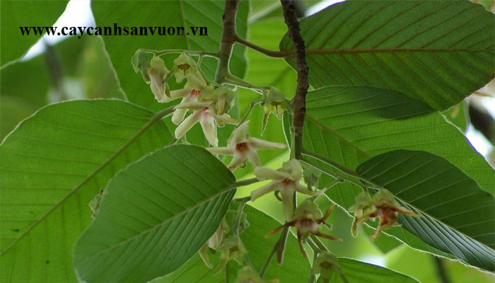 cây dầu rái