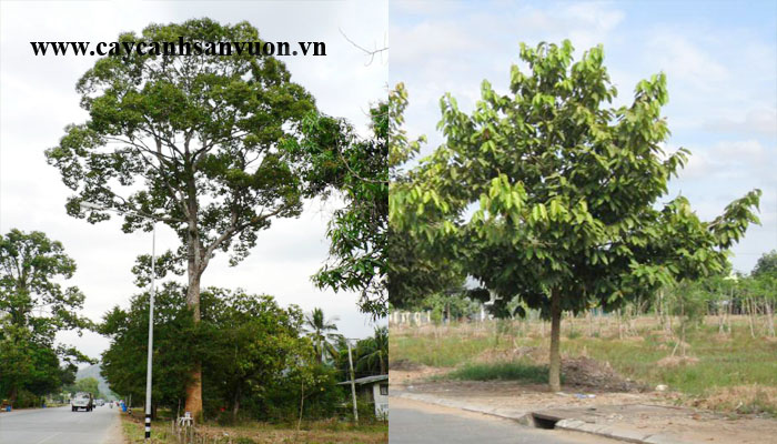 cây dầu rái