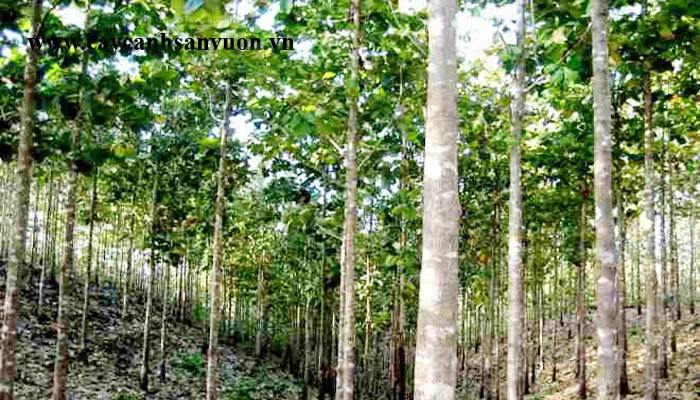 cây giá tỵ