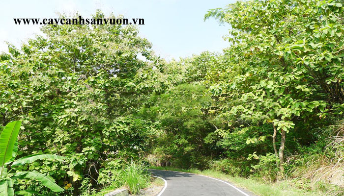 cây giá tỵ