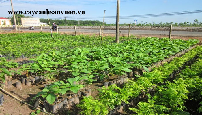cây giá tỵ