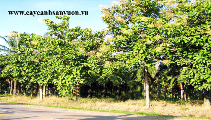 cây giá tỵ