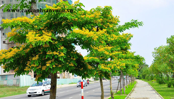 cây giáng hương