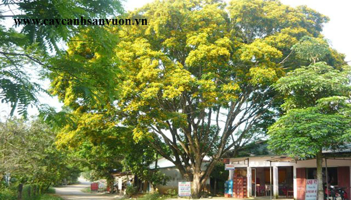 giáng hương