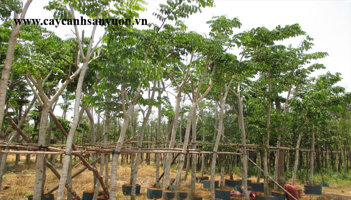 giáng hương