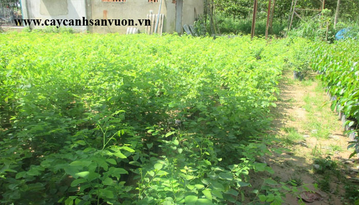 giáng hương