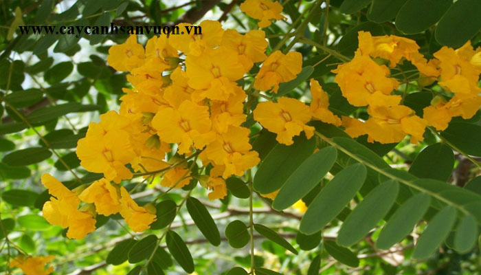 cây giáng hương