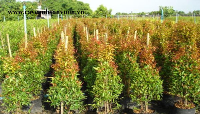 hồng lộc