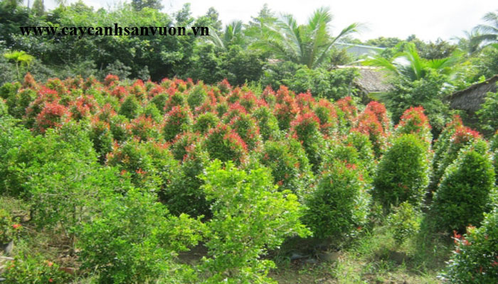 cây hồng lộc
