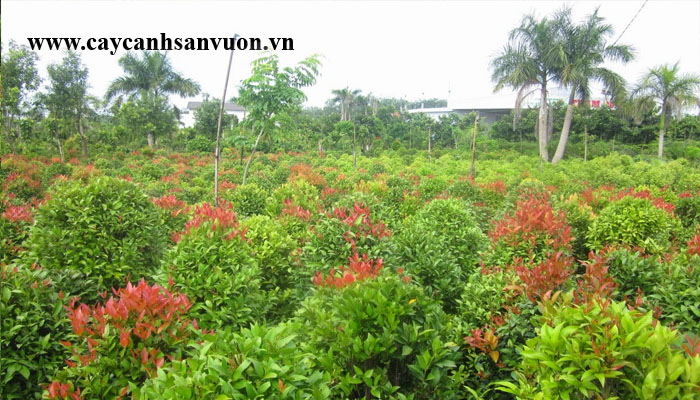 hồng lộc