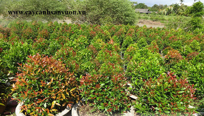 cây hồng lộc