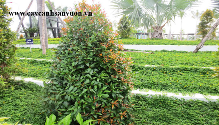 cây hồng lộc
