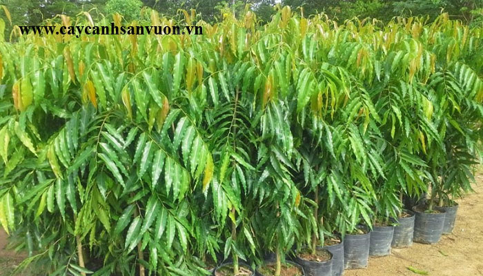 hoàng nam