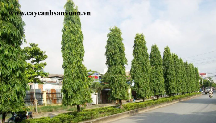 cây hoàng nam