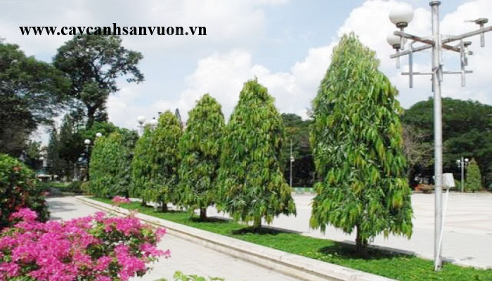cay hoàng nam