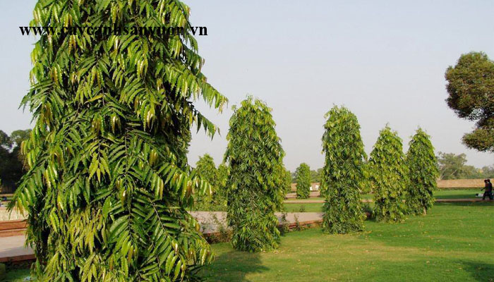 cây tùng ấn độ