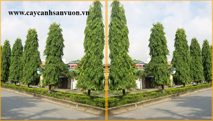 cây huyền diệp
