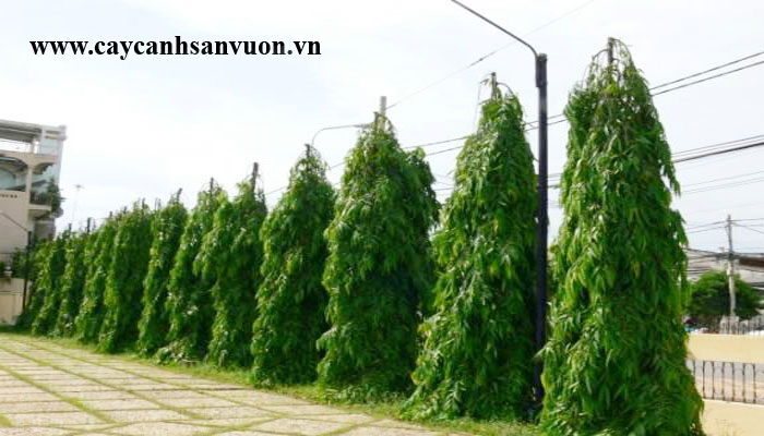 cây hoàng nam