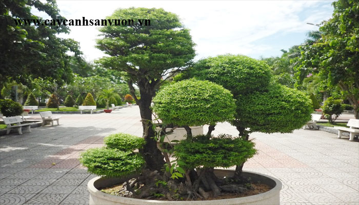 lồng mức ghép mai
