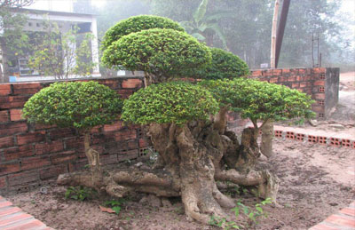 Cây lồng mứt ghép mai