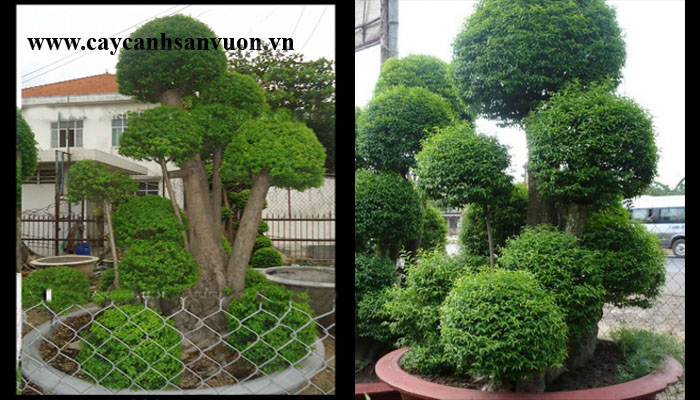 thừng mức ghép mai