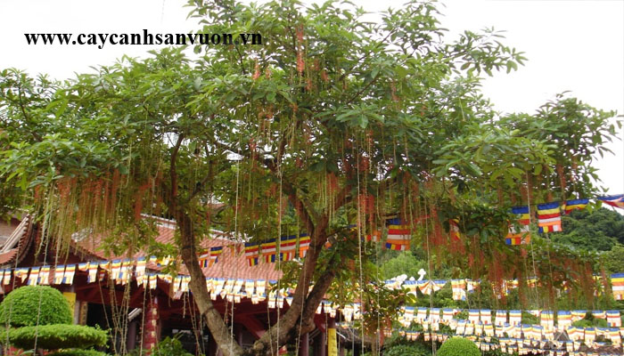 cây lộc vừng