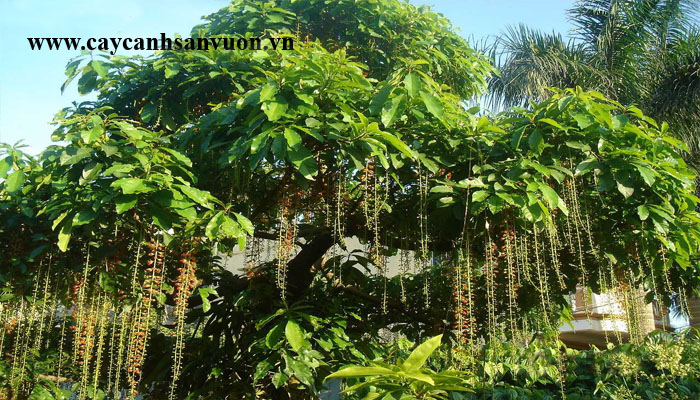 cây lộc vừng