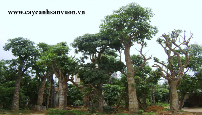 lộc vừng