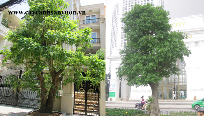 lộc vừng