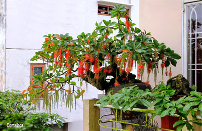 Cây lộc vừng