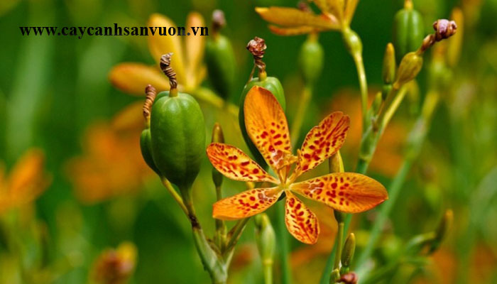 cây lan rẻ quạt