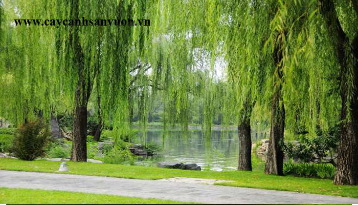 cây liễu