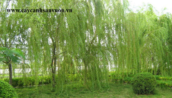 liễu rũ