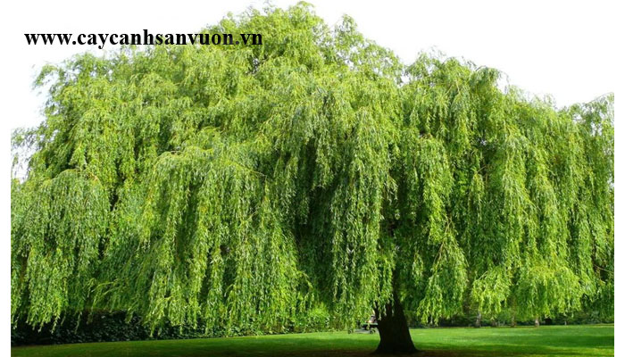 cây liễu rũ