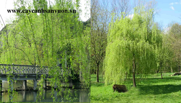 cây liễu rũ đẹp