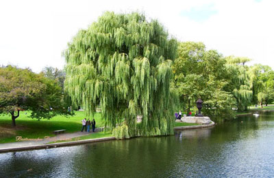 Cây liễu rũ