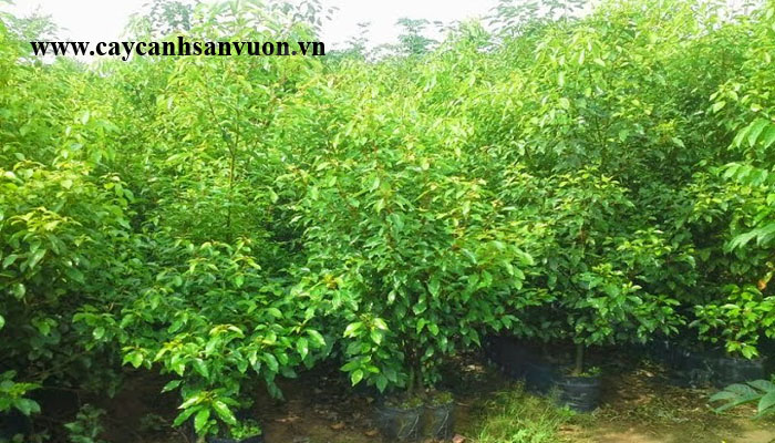 cây long não đẹp
